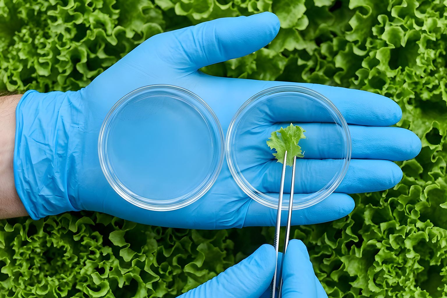 Biotechnology, Biosciences & Food Science