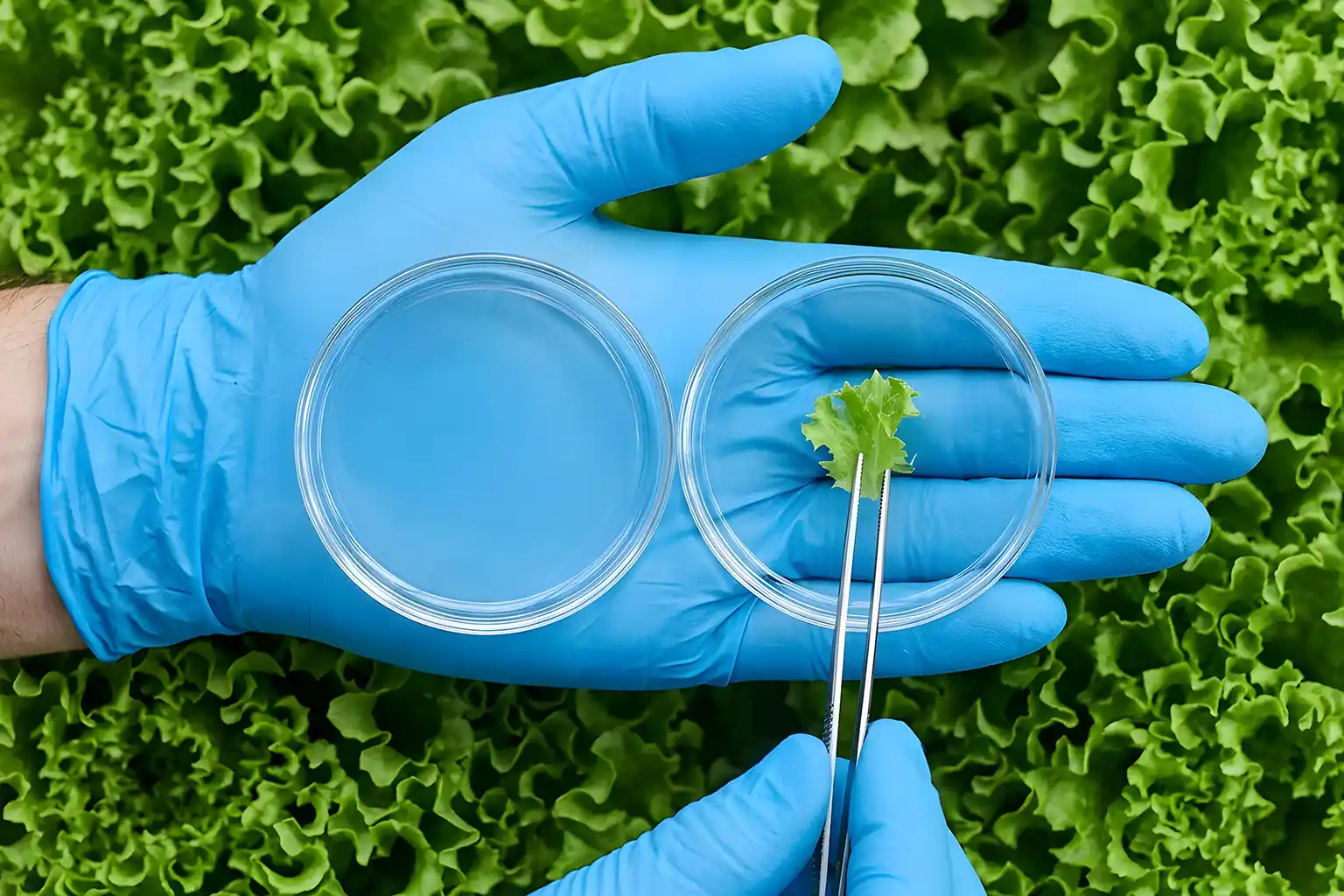 Biotechnology, Biosciences & Food Science