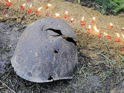 «Несусветное кощунство»: Генерал Соболев, Председатель Движения в поддержку армии, оборонной промышленности и военной науки (ДПА) возмутился идеей ФРГ «разделить» останки советских