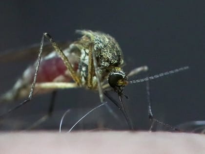 В Ингушетии зарегистрированы первые случаи заражения лихорадкой Западного Нила