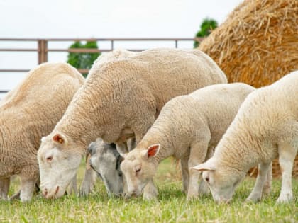 Фермеры Карачаево-Черкесии могут реализовать продукцию овцеводства в «Дамате»