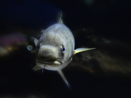 Обитающая на глубине более 8300 м рыба впервые снята на видео