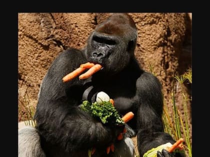 Жадность. Как сыграв на этом, капиталу удалось на время отыграть свои утерянные позиции в России. На время...