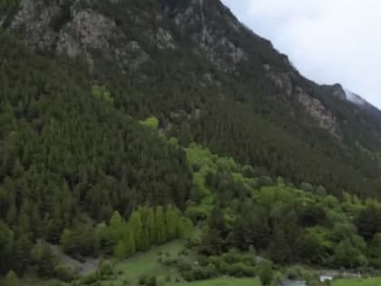 С начала 2024 года в КЧР официально зарегистрировано 196&nbsp; случаев укусов клещей &nbsp;