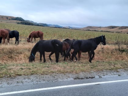 Требования по выпасу скота с изменениями