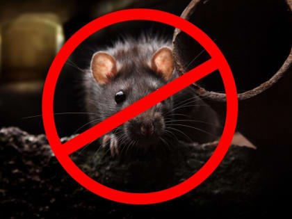 О регламентах применения пестицидов для борьбы с мышевидными грызунами