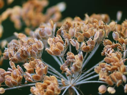 В МГУ имени Огарева разработали препарат для борьбы с раком на основе борщевика