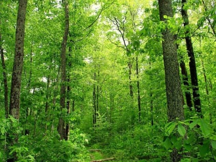 Новый проект по лесоустройству в республиканской столице