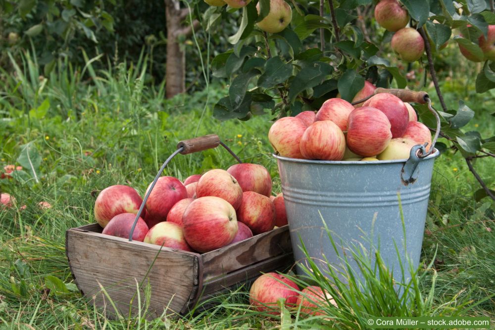 Aepfel-Ernte