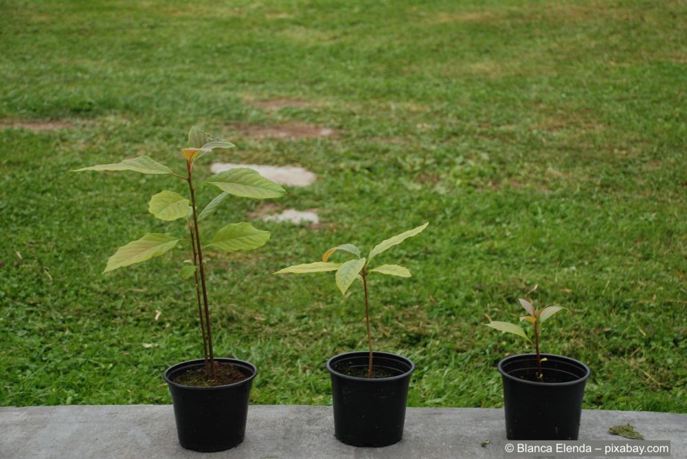 So können Sie Ihre Avocado-Pflanze schneiden