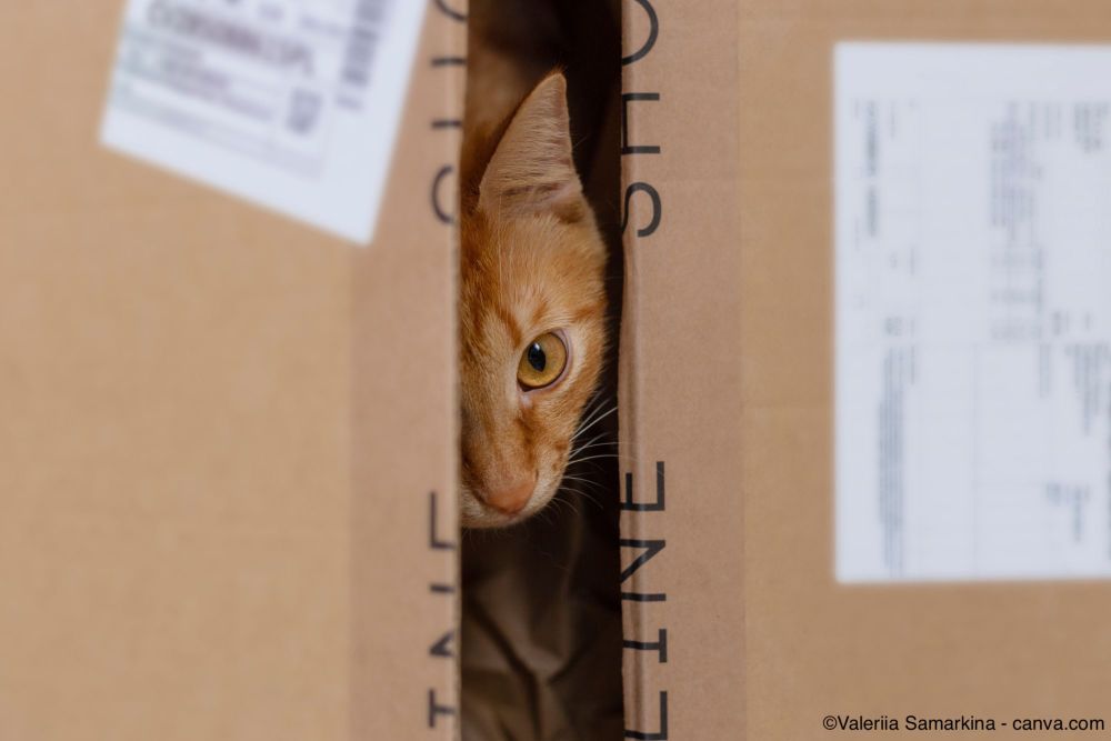 Umzug mit Katzen: So gestalten Sie den Wechsel für Ihre Lieblinge stressfrei