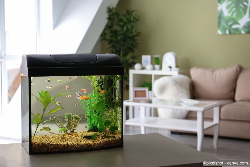 Kleines Aquarium auf einem Wohnzimmertisch