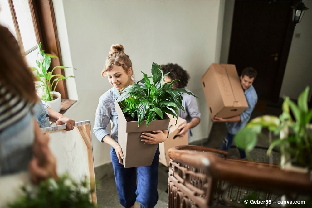 Pflanzen umziehen: So gelingt der Transport Ihrer grünen Lieblinge