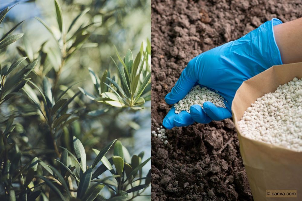 Der grosse Ofri-Ratgeber: So düngen Sie Ihren Olivenbaum richtig