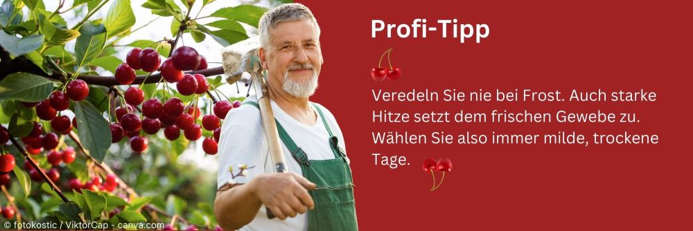 welchen dnger fr spargel Bio-Spargel-Dnger kaufen