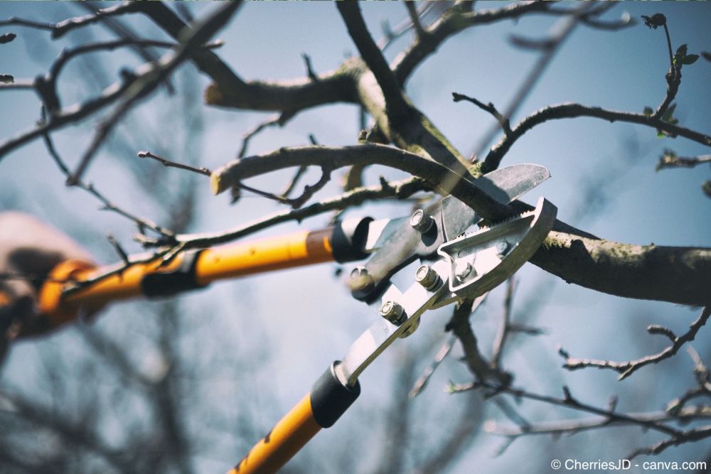Kirschbaum schneiden: Anleitung für eine reiche Ernte 