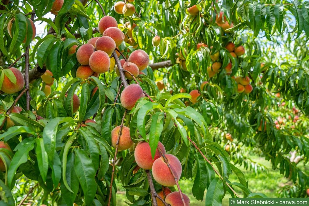 Pfirsichbaum richtig schneiden: Ein Ofri-Ratgeber für Hobbygärtner