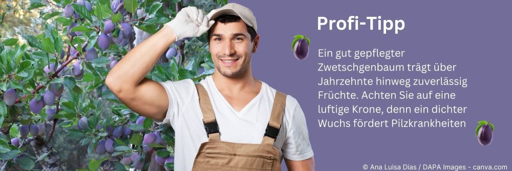 womit gurken pflanzen düngen Purgrün Bio-Gewächshausgurken-Dünger 1 Liter