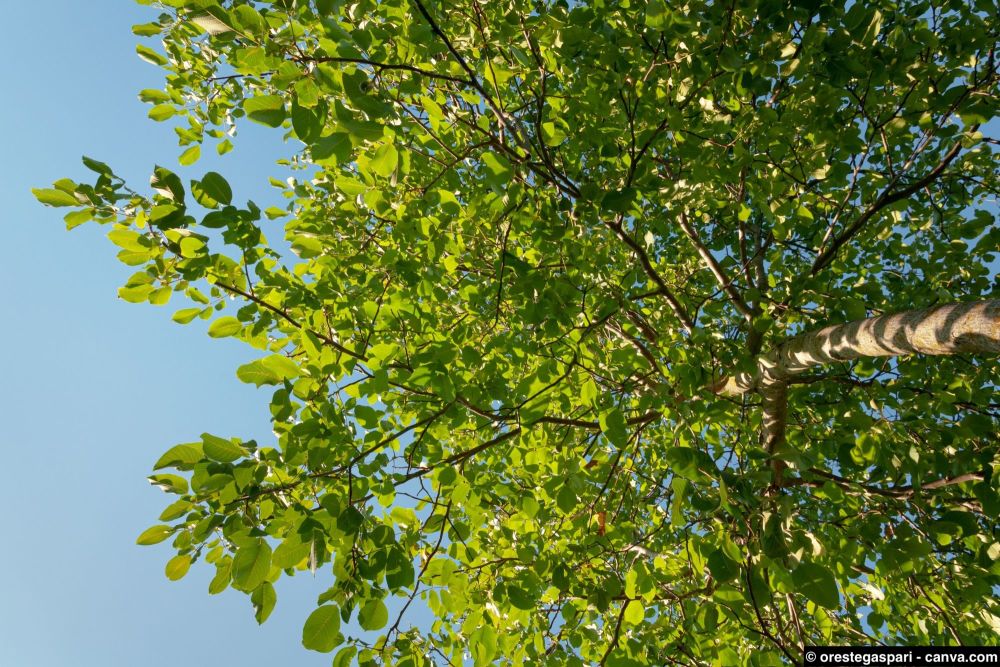 Walnussbaum schneiden – Das sollten Sie wissen