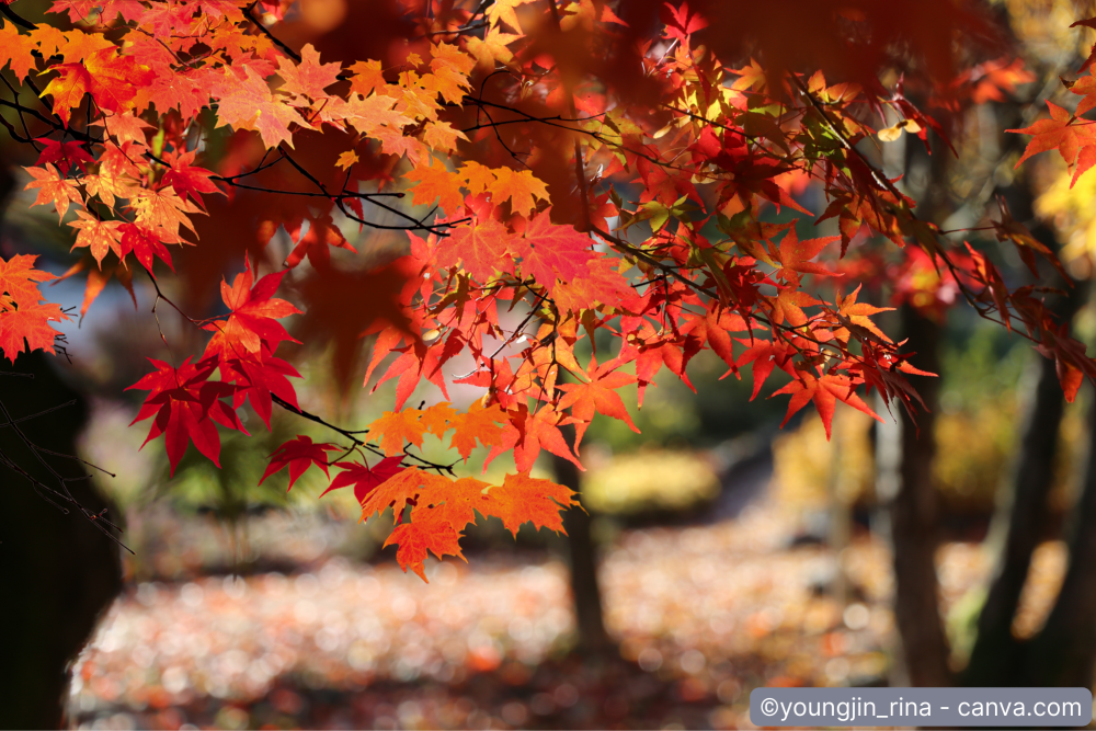 Ahorn schneiden: Wann und wie Sie Ihren Ahornbaum richtig stutzen