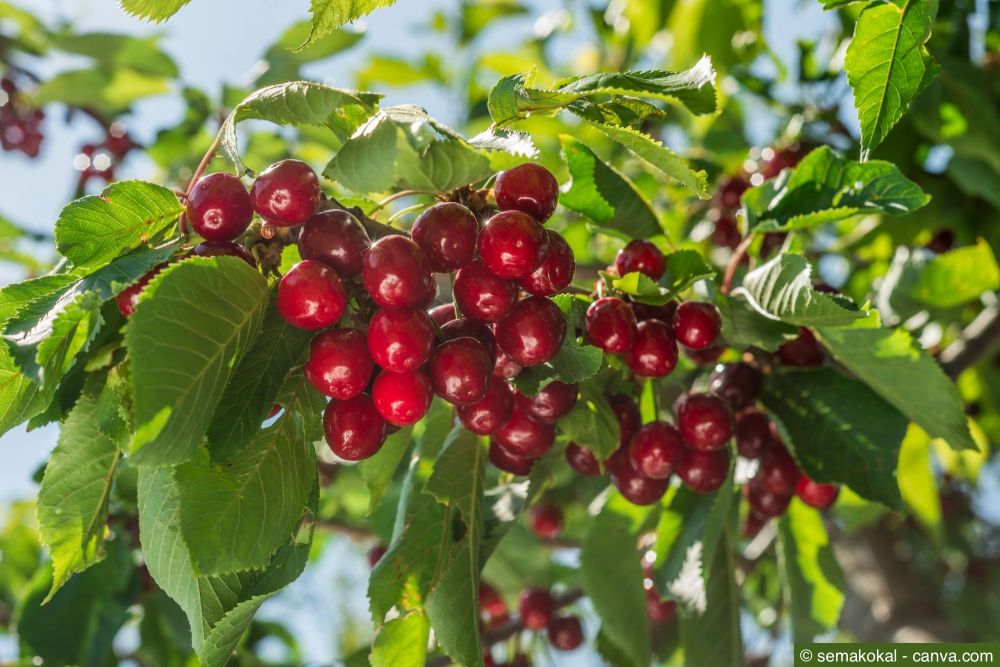 So veredeln Sie Ihren Kirschbaum richtig – Schritt für Schritt