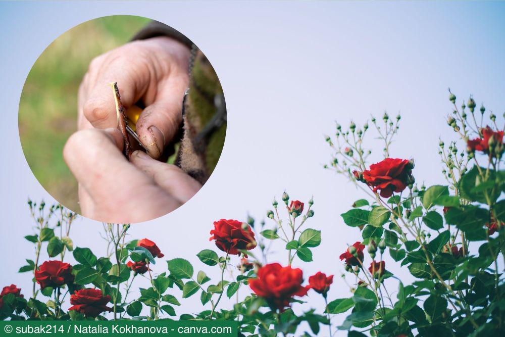Rosen richtig veredeln: Schritt-für-Schritt zur Traumrose