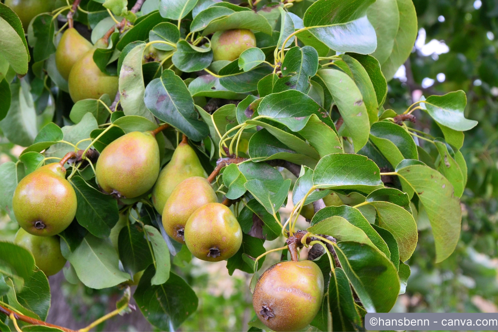 Birnbaum richtig schneiden – Der Ofri-Ratgeber für Hobbygärtner