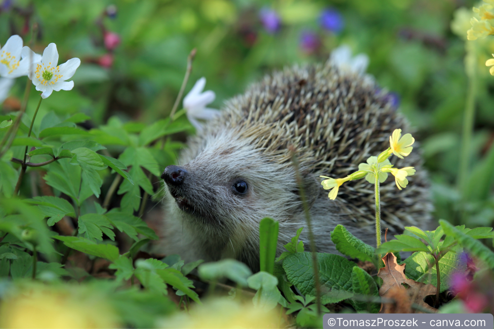 Naturgarten gestalten: So schaffen Sie ein Paradies für Mensch & Tier