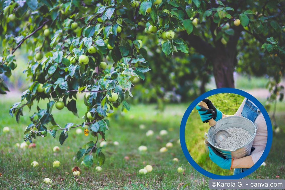 Apfelbaum düngen – So versorgen Sie Ihren Baum optimal