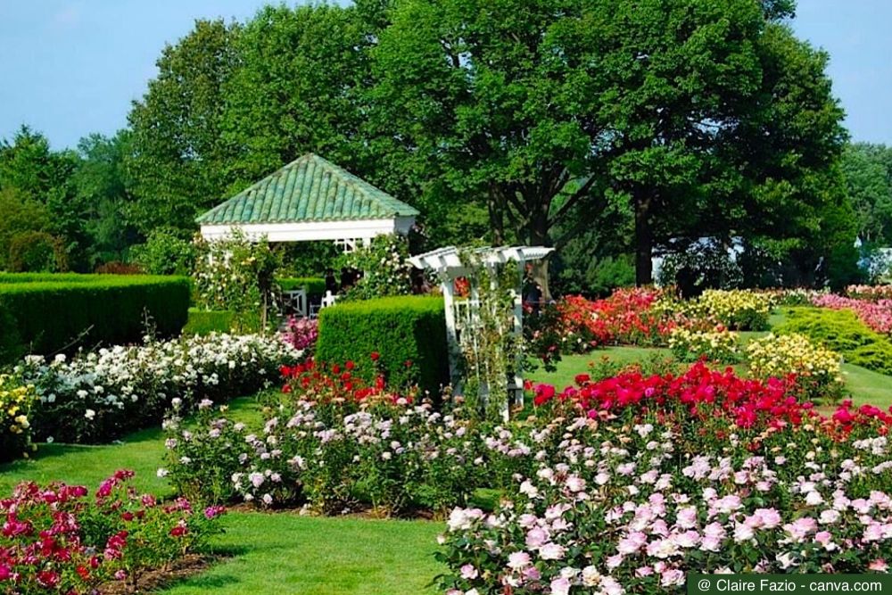 Rosen düngen: So blühen Ihre Rosen das ganze Jahr