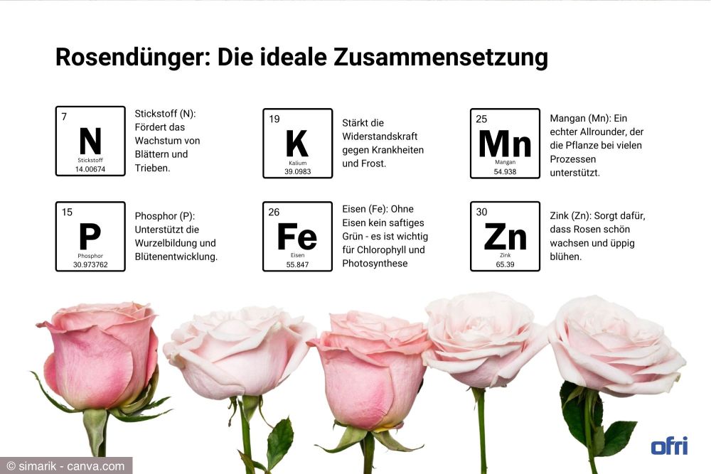 Rosen dngen: Die besten Tipps fr prchtige Blten