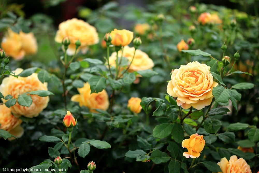 Rosen pflegen wie die Profis – das ganze Jahr im Überblick