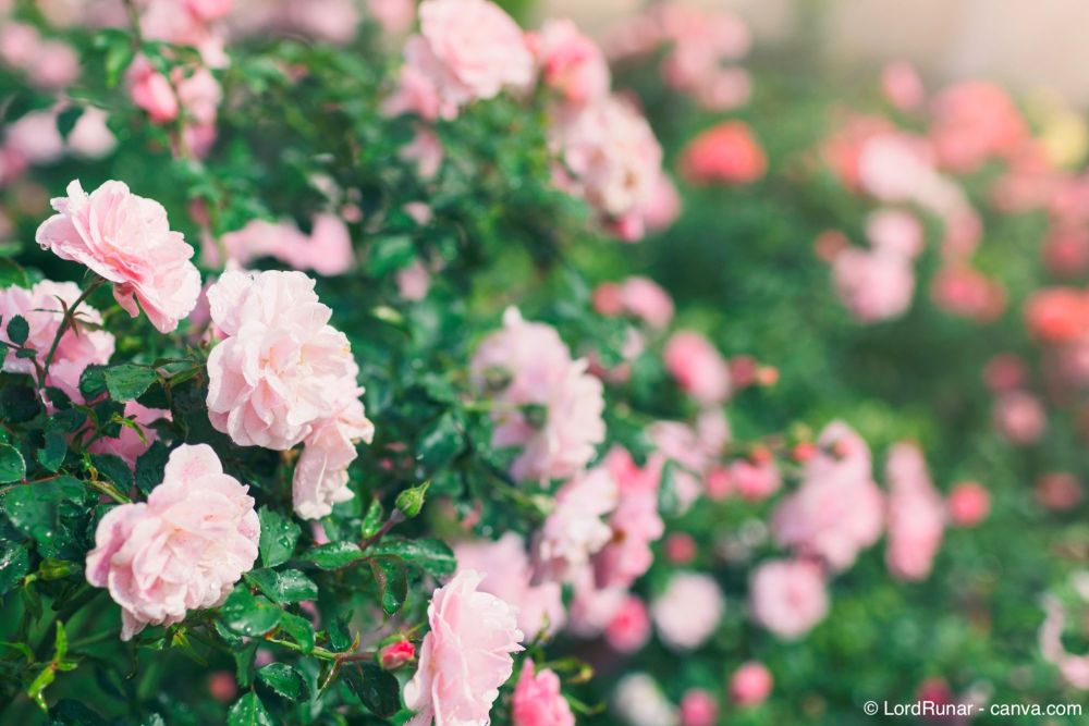Rosen dngen: Die besten Tipps fr prchtige Blten