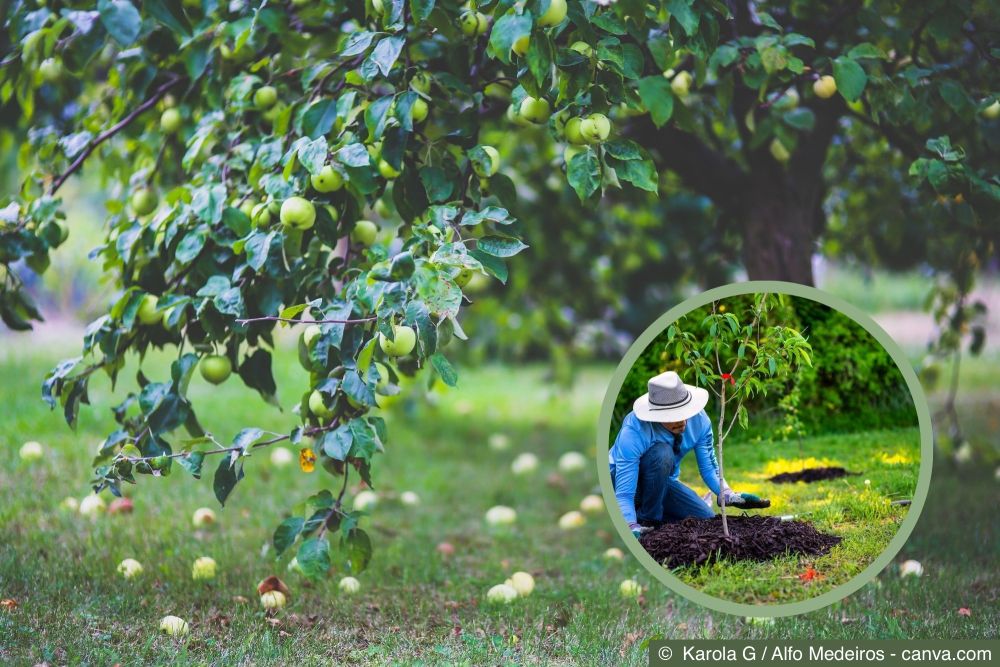 Obstbäume pflanzen – so wird Ihr Garten zu einem Paradies der Früchte