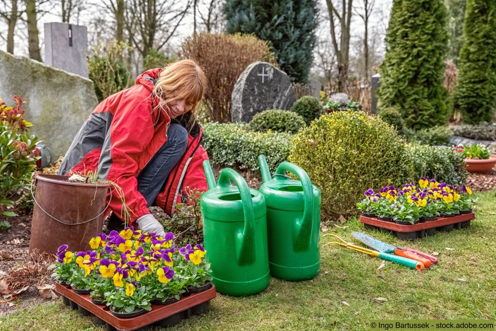 Frau pflanzt Stiefmütterchen auf ein Grab