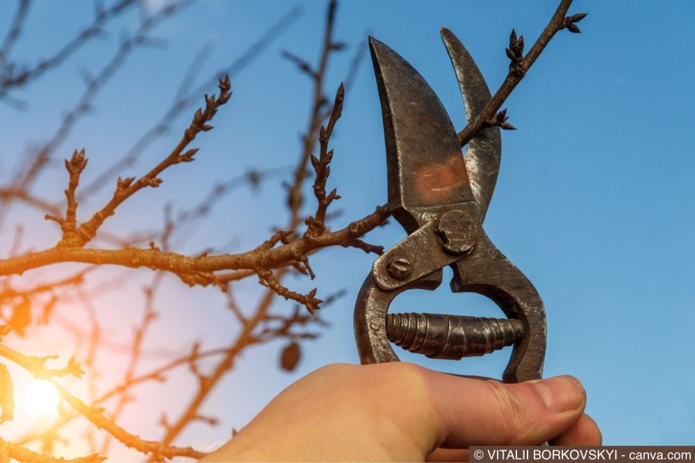 Obstbaum schneiden: Ein Ofri-Ratgeber für gesunde Bäume und besseren Obstertrag