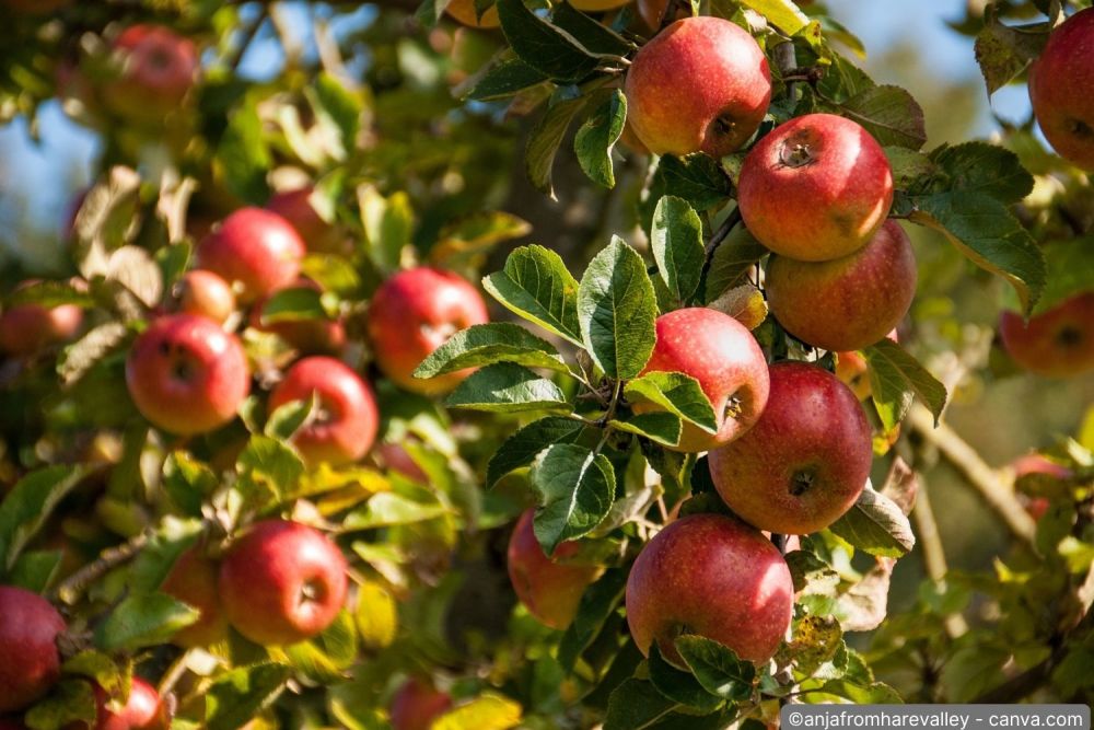 Apfelbaum schneiden: So gelingt der perfekte Schnitt