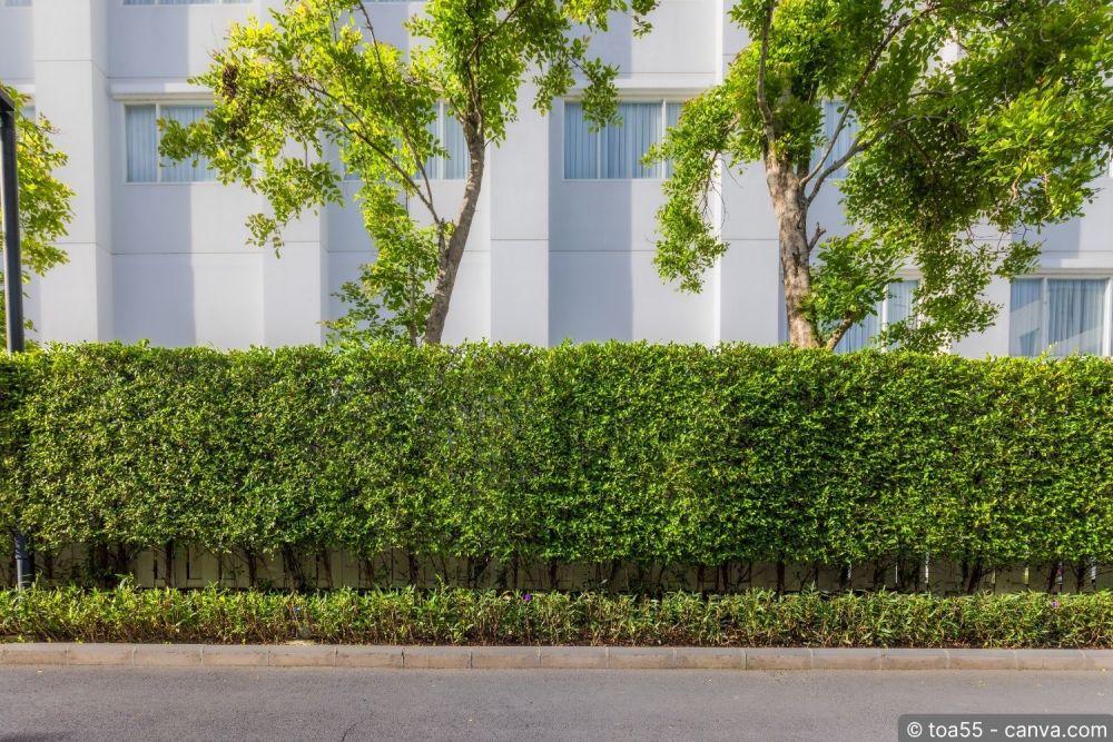 Sichtschutz pflanzen: So schaffen Sie grüne Privatsphäre im Garten