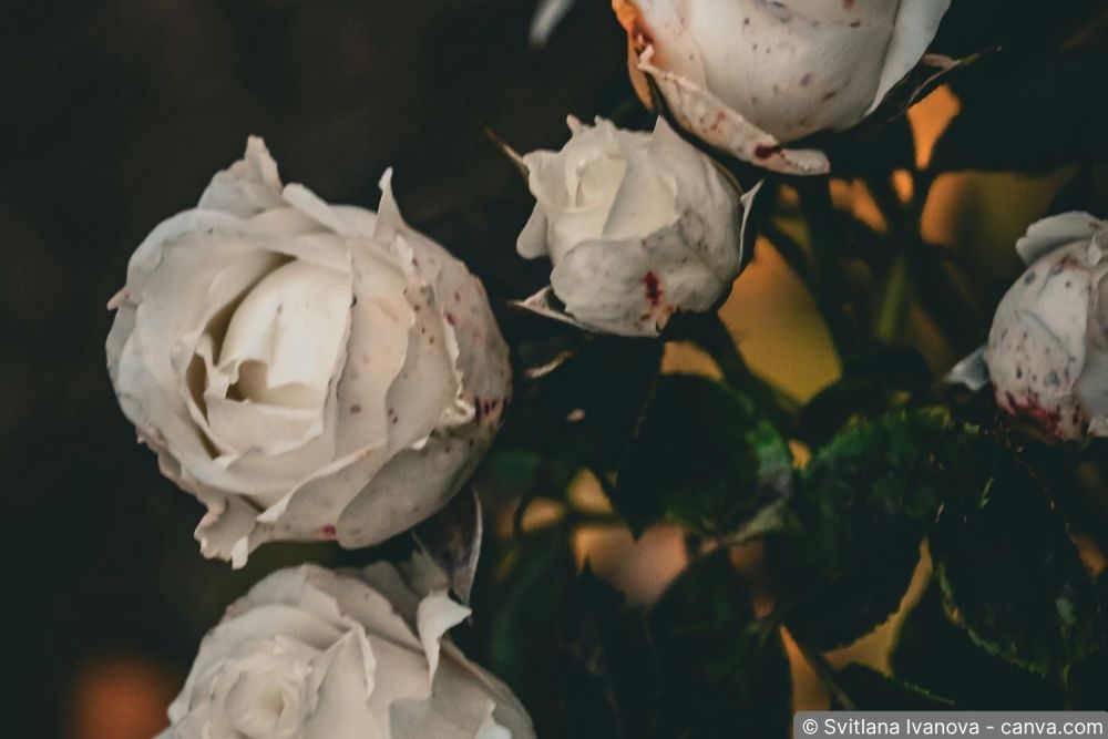 Rosen spritzen: So schützen Sie Ihre Rosen vor Pilzkrankheiten