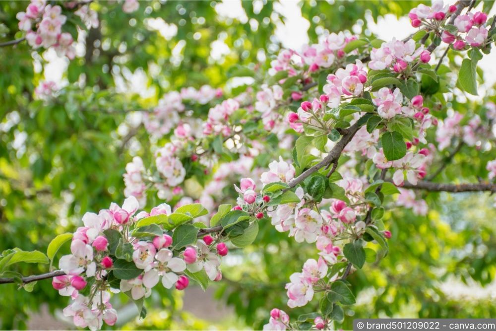 Apfelbaum spritzen: Wann, womit und wie oft