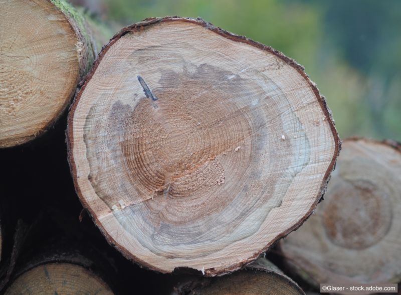 Jahresringe - morsche Fichte lagert im Wald