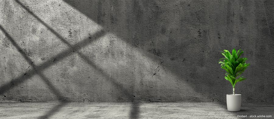 Une plante verte se dresse devant un mur de béton peint 