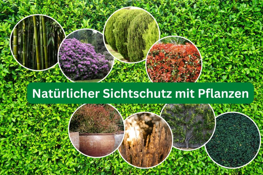 Natürlicher Sichtschutz mit Pflanzen – Die besten Möglichkeiten