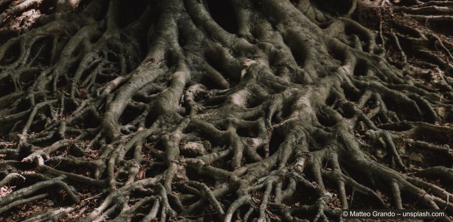 Grande racine d'arbre