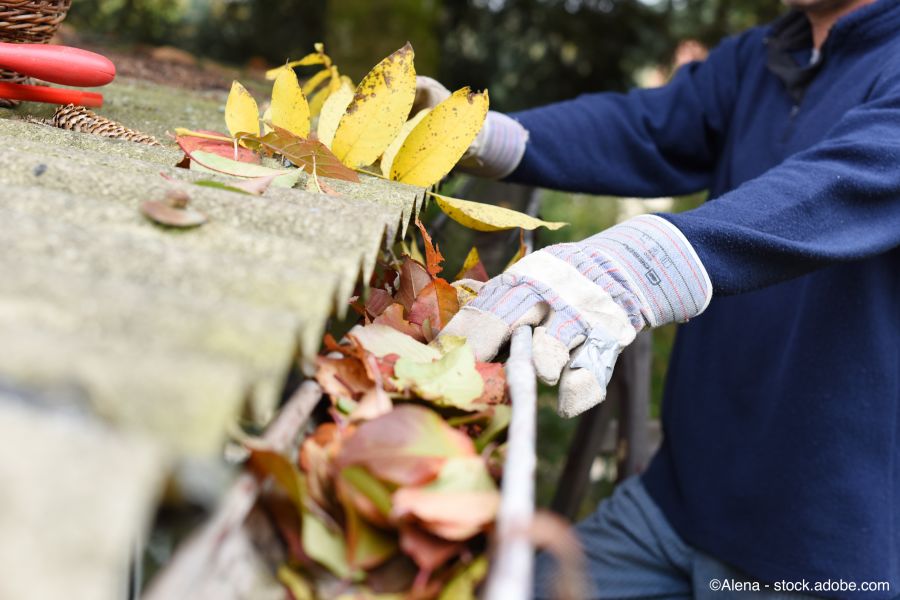 Nettoyage de la gouttière obstruée par les feuilles d'automne