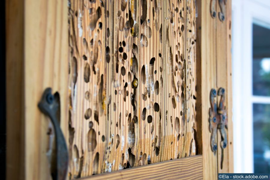 Alte antike Möbeltür von Holzwürmern zerfressen