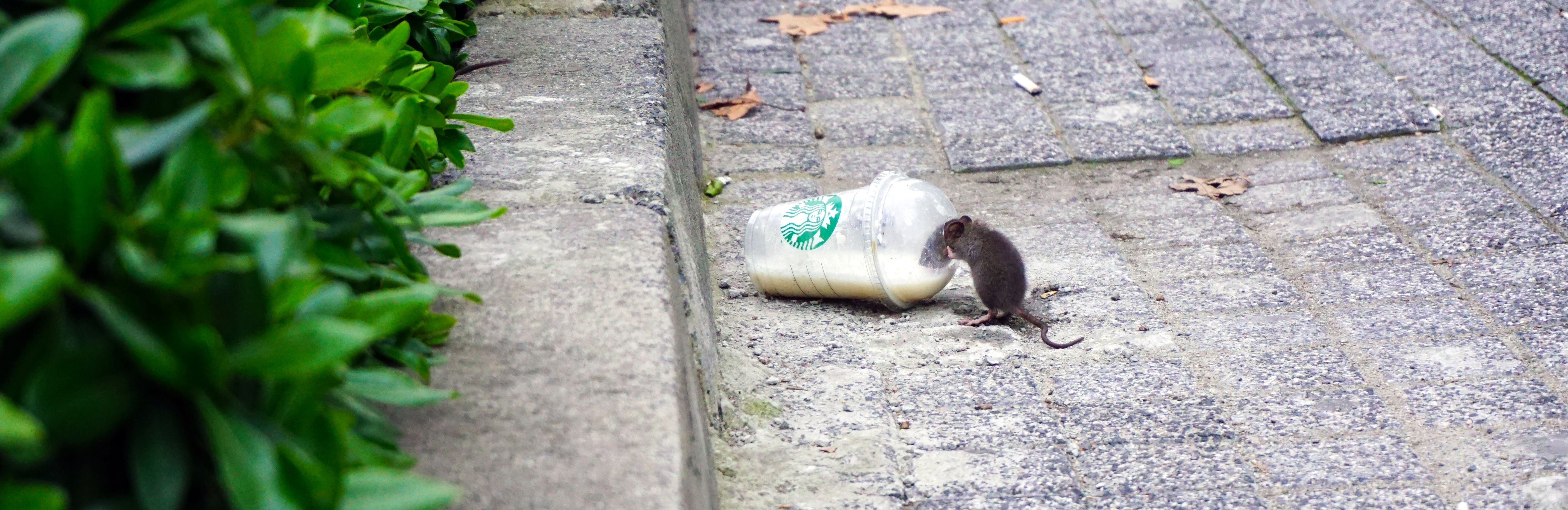 Ratten eliminieren