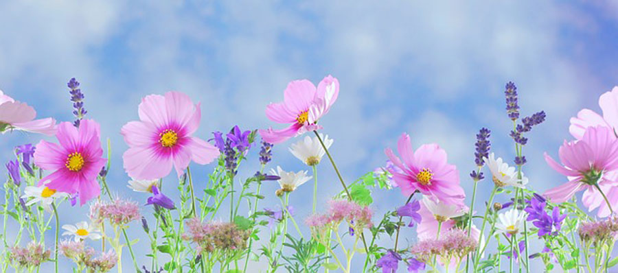 Blumen-Gartent