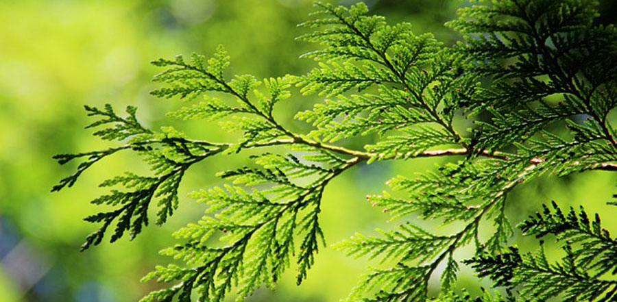 Thuja Schneiden Kosten Preise