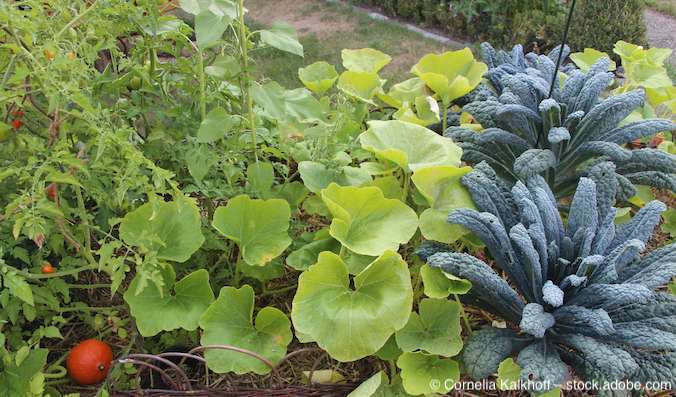Wie Sie mithilfe eines Permakultur-Gartens Ihren eigenen Mikrokosmos erschaffen